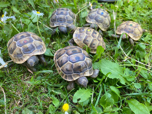 Maurische Landschildkröten aus NZ 2024