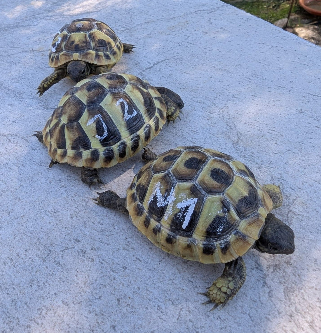 Griechische Landschildkröten NZ 2025 zu verkaufen