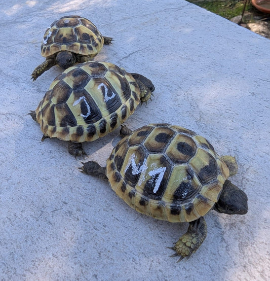 Griechische Landschildkröten NZ 2025 zu verkaufen