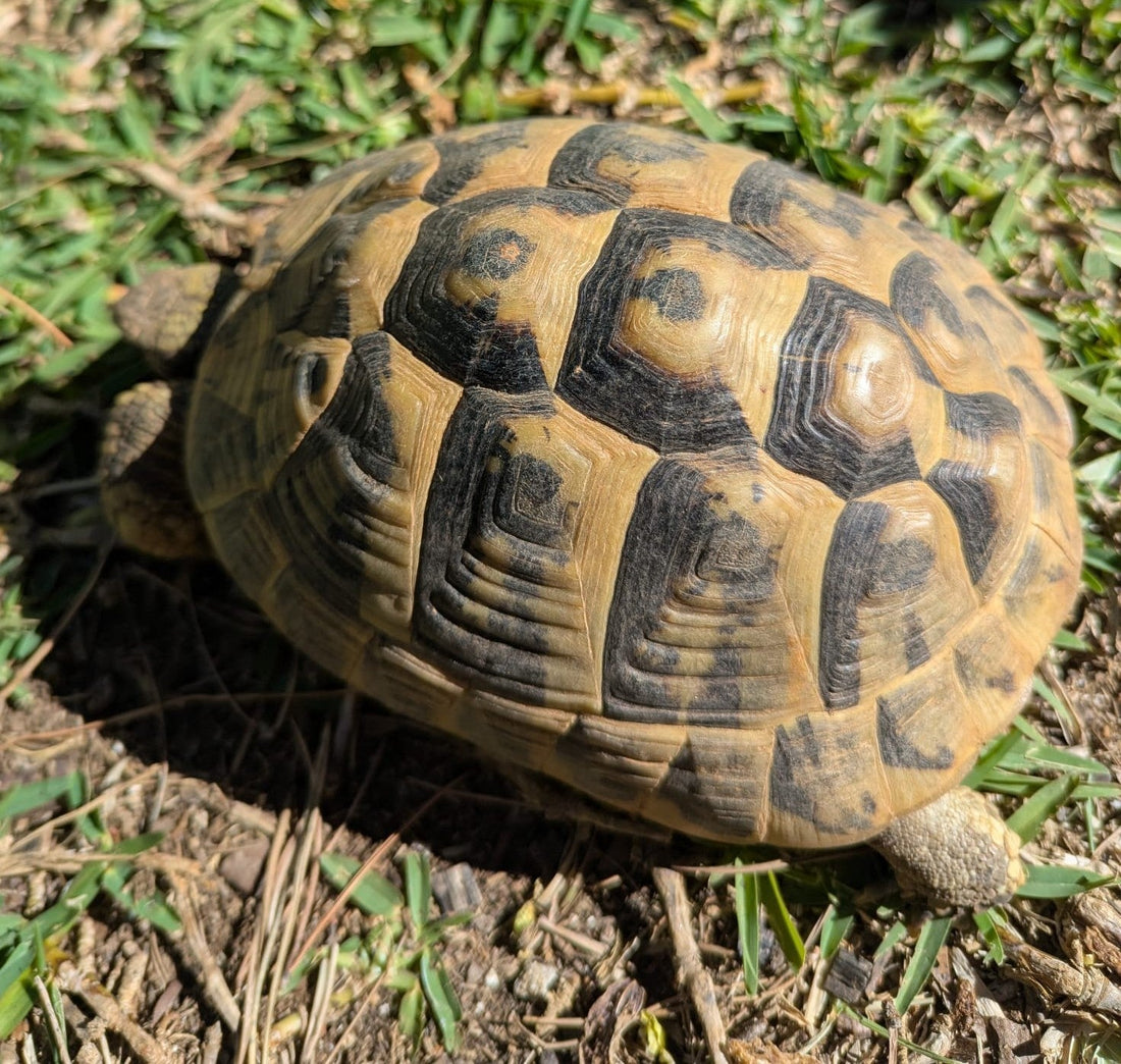 Größe und Gewicht Griechische Landschildkröte (Thb)