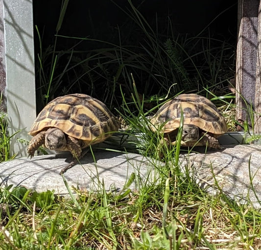 Nachwuchs Griechischer Landschildkröten 2025 (T.h.b.) zu verkaufen
