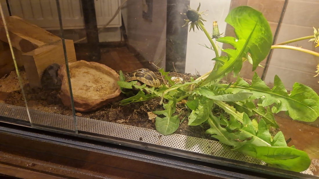 Griechische Landschildkröte zu verkaufen
