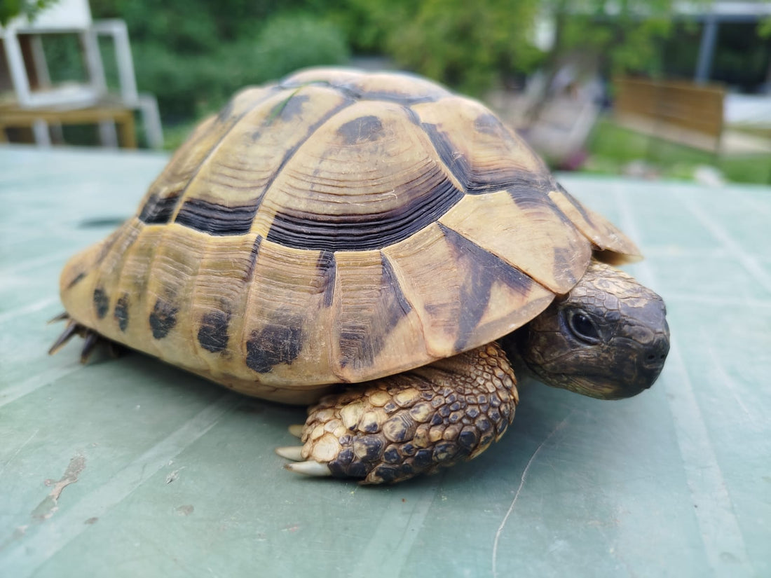 THB Männchen kostenfrei abzugeben