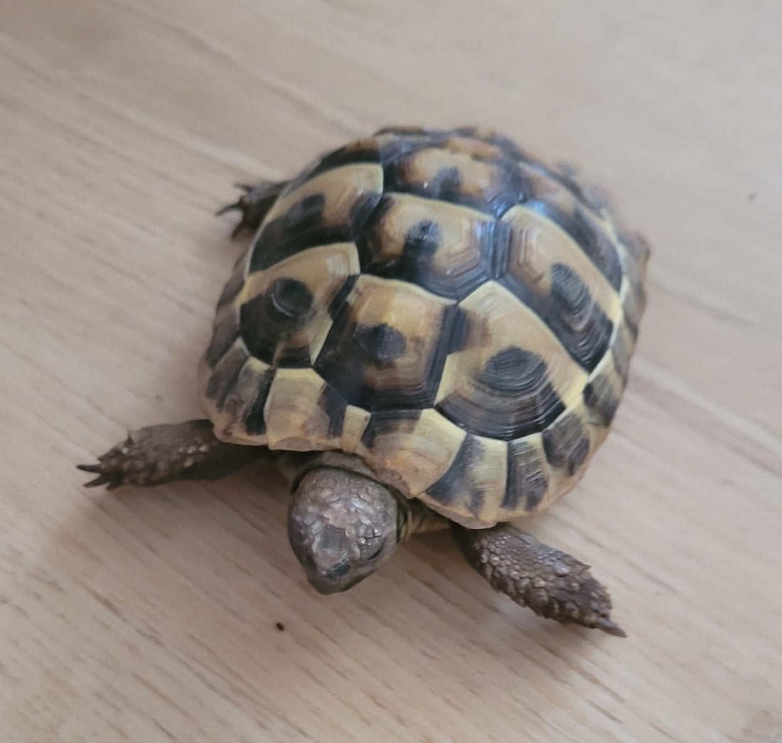 Griechische Landschildkröten zu verkaufen
