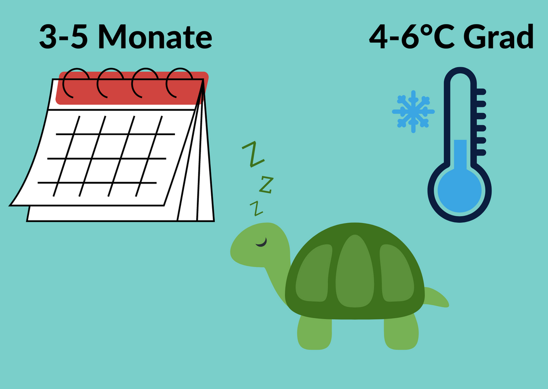 Wie lange halten Schildkröten Winterstarre?