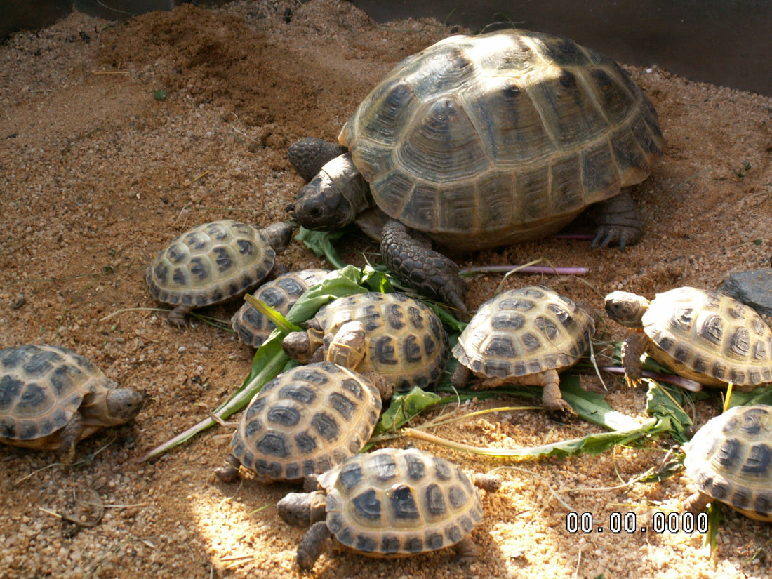 Griechische-, Maurische- und 4-Zehen- Landschildkröten
