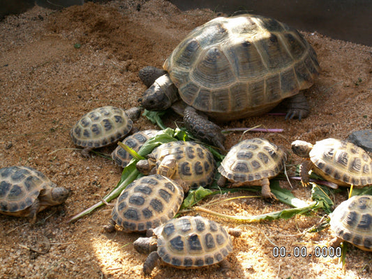 Griechische-, Maurische- und 4-Zehen- Landschildkröten