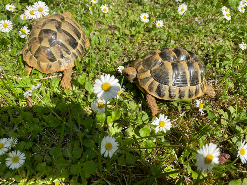 Zwei griechische Landschildkröten suchen ein neues zu Hause