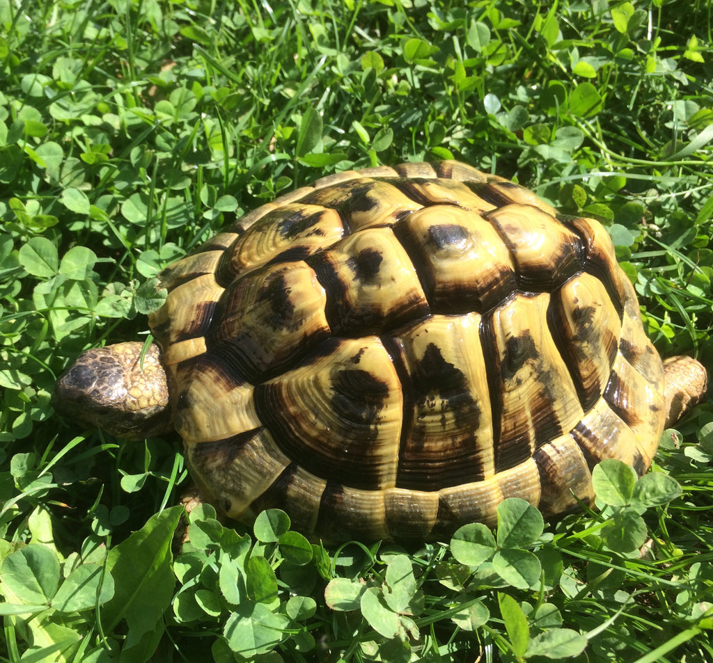 Zwei schöne und gesunde griechische Landschildkröten mit EU-Bescheinigung von 2014