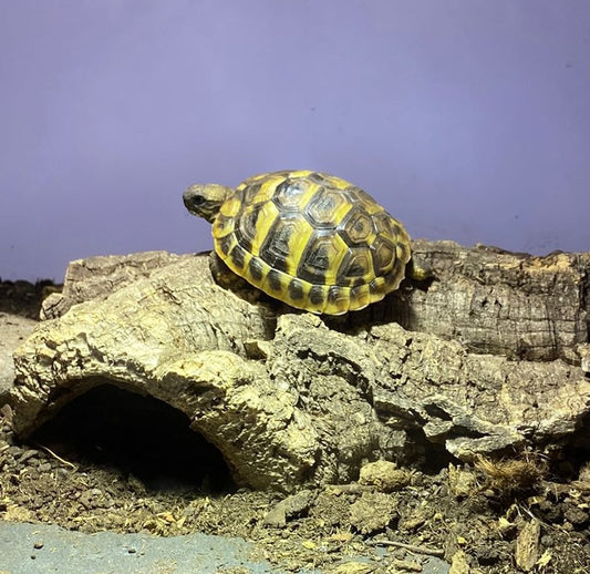 Griechische Landschildkröte abzugeben