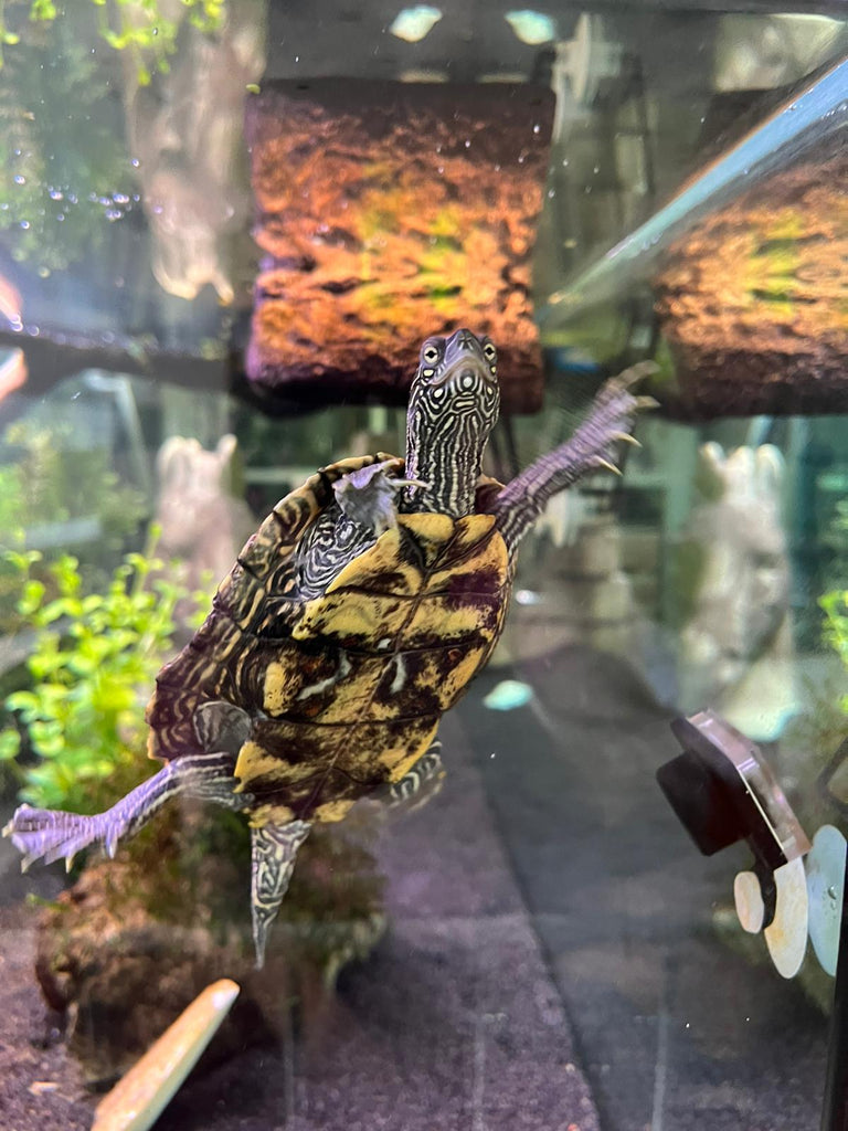 Pflege-Höckerschildkröte in liebevolles Zuhause abzugeben