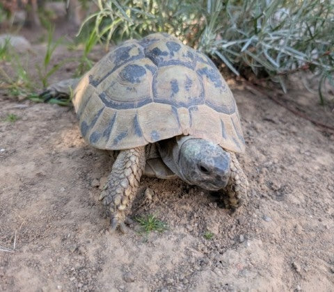 Weibliche Griechische Landschildkröte - adultes THB Weibchen zu verkaufen