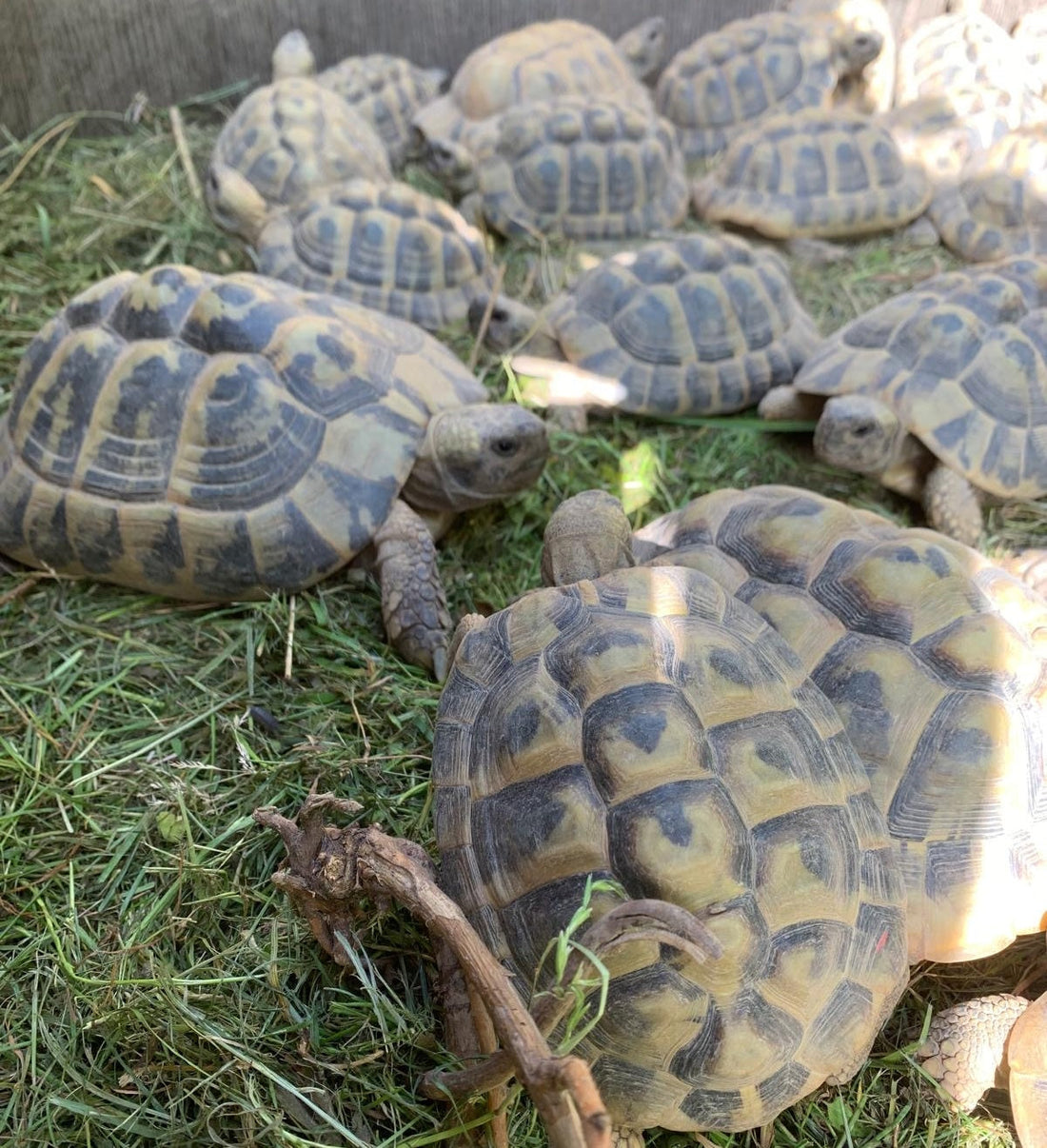 Griechische Landschildkröten