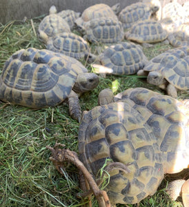 Griechische Landschildkröten