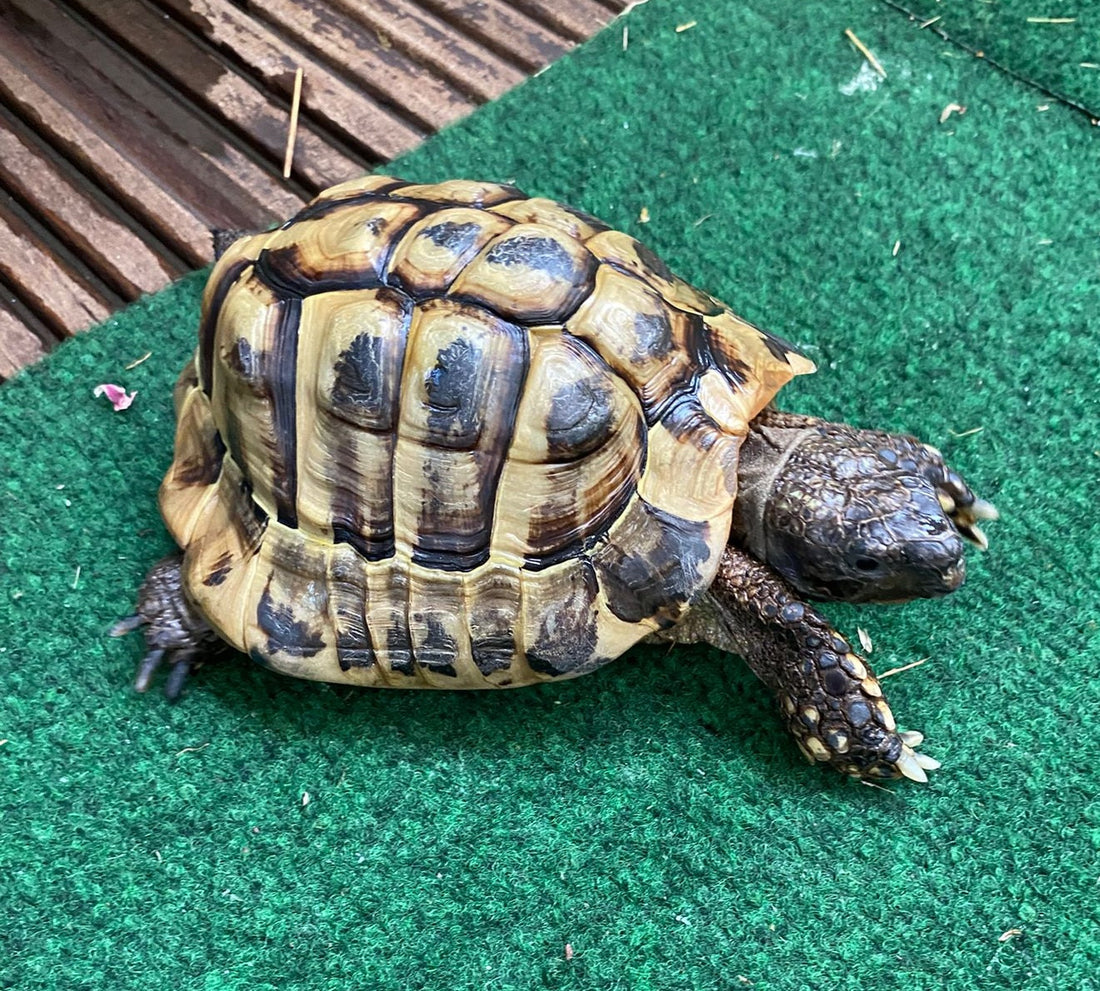 Griechische Landschildkröte (klein)