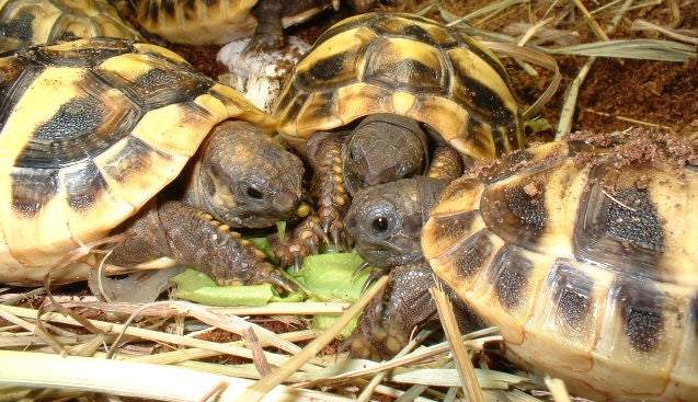 Griechische Landschildkröten Nachzuchten aus 2025