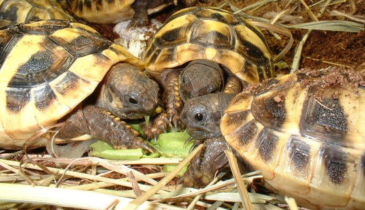Griechische Landschildkröten Nachzuchten aus 2025