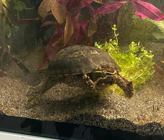 Moschusschildkröte mit Zubehör