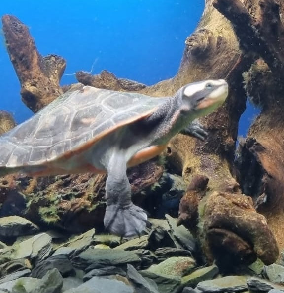 Rotbauchspitzkopfschildkröte „Tammy“ sucht ein neues zu Hause!