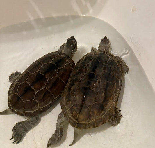 Chinesische Dreikielschildkrötenpaar
