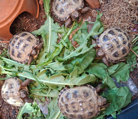 Russische Vierzehenlandschildkröten aus NZ 2024/25 zu verkaufen