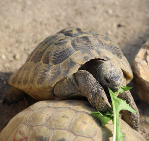 2 Landschildkröten 2 Jahre alt abzugeben