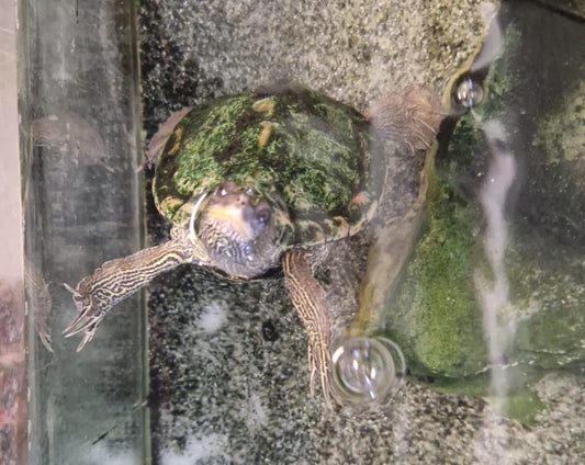 Mississippi-Höcker-Schildkröte (Wasserschildkröte)