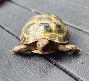 Russische Landschildkröte (Testudo horsfieldii), NZ 2019, mit Papieren (CITES B)