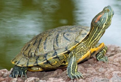 Rotwangenschildkröte