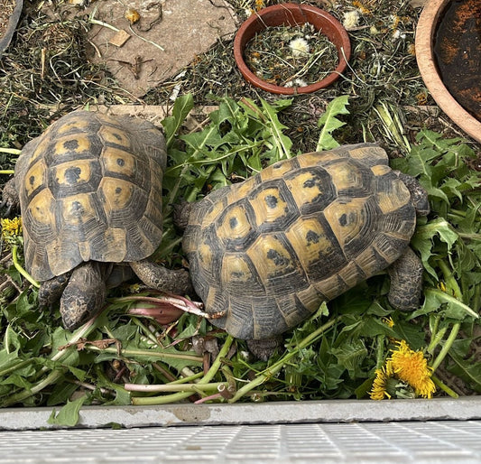 Lilu & Cosmo suchen ein neues Zuhause