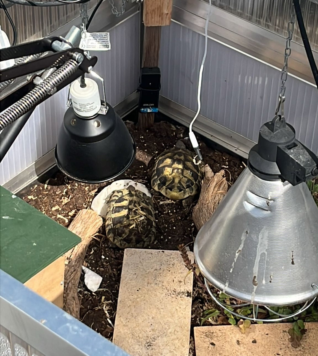Testudo Hermanni inkl hochwertigem Zubehör