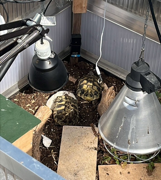 Testudo Hermanni inkl hochwertigem Zubehör
