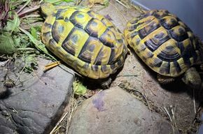 Griechische Landschildkröten THB