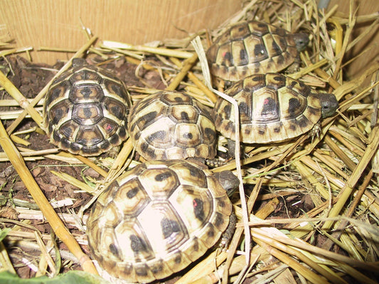 Landschildkrötenarten THH THB TM