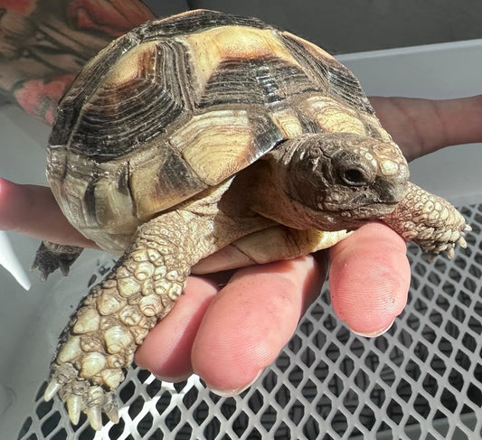 Breitrandschildkröte NZ 2024