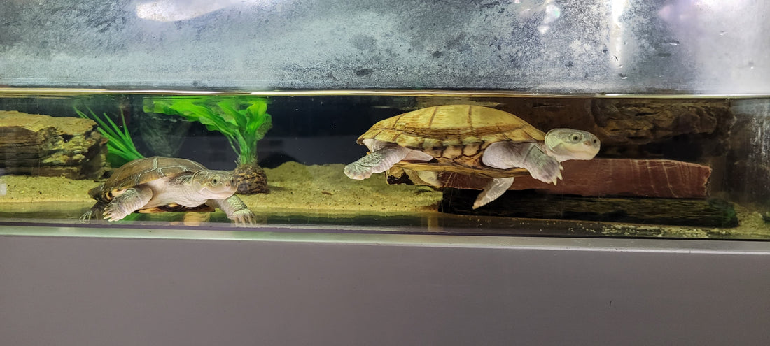 Starrbrust Pelomedusenschildkröten m/w