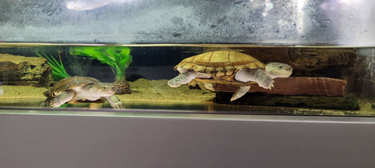 Starrbrust Pelomedusenschildkröten m/w