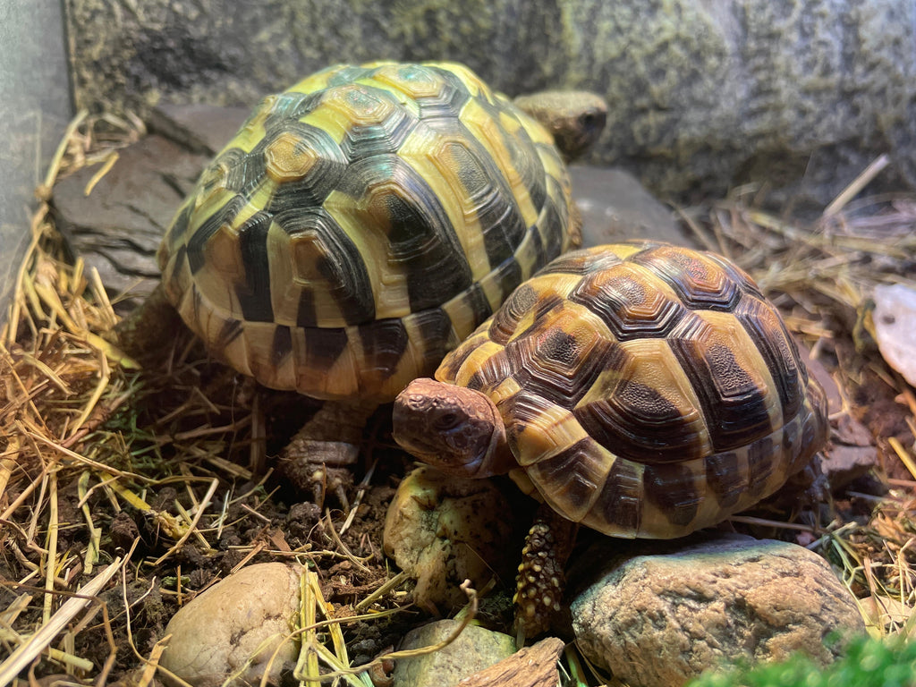 2 griechische Landschildkröten