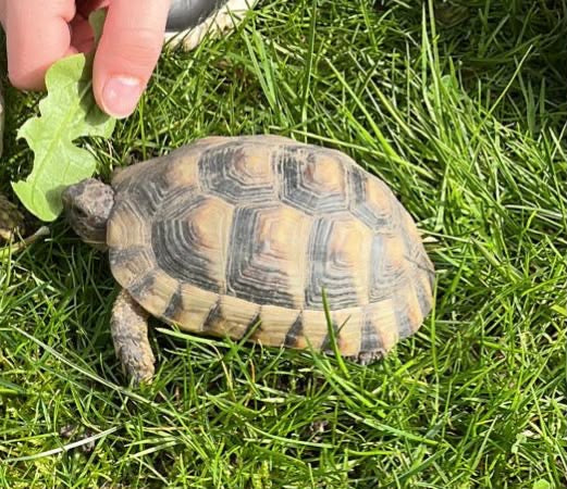 Breitrandschildkröte