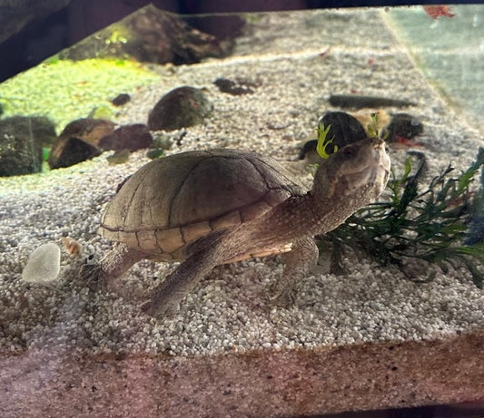 Zutrauliche Moschusschildkröte mit Terrarium und wertigem Unterschrank