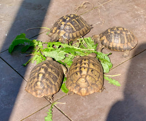 4 Griechische Landschildkröten (Testudo hermanni-hermanni)