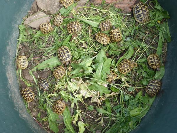 Europäische Sumpfschildkröten und griechische Landschildkröten  NZ 2024 zu verkaufen