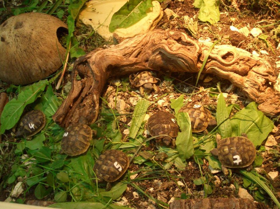 Nachzuchten der Griechischen Landschildkröte in liebevolle Hände abzugeben