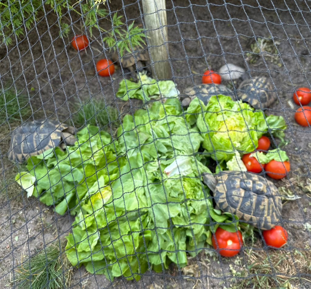 Griechische Landschildkröten verschiede NZ zu verkaufen