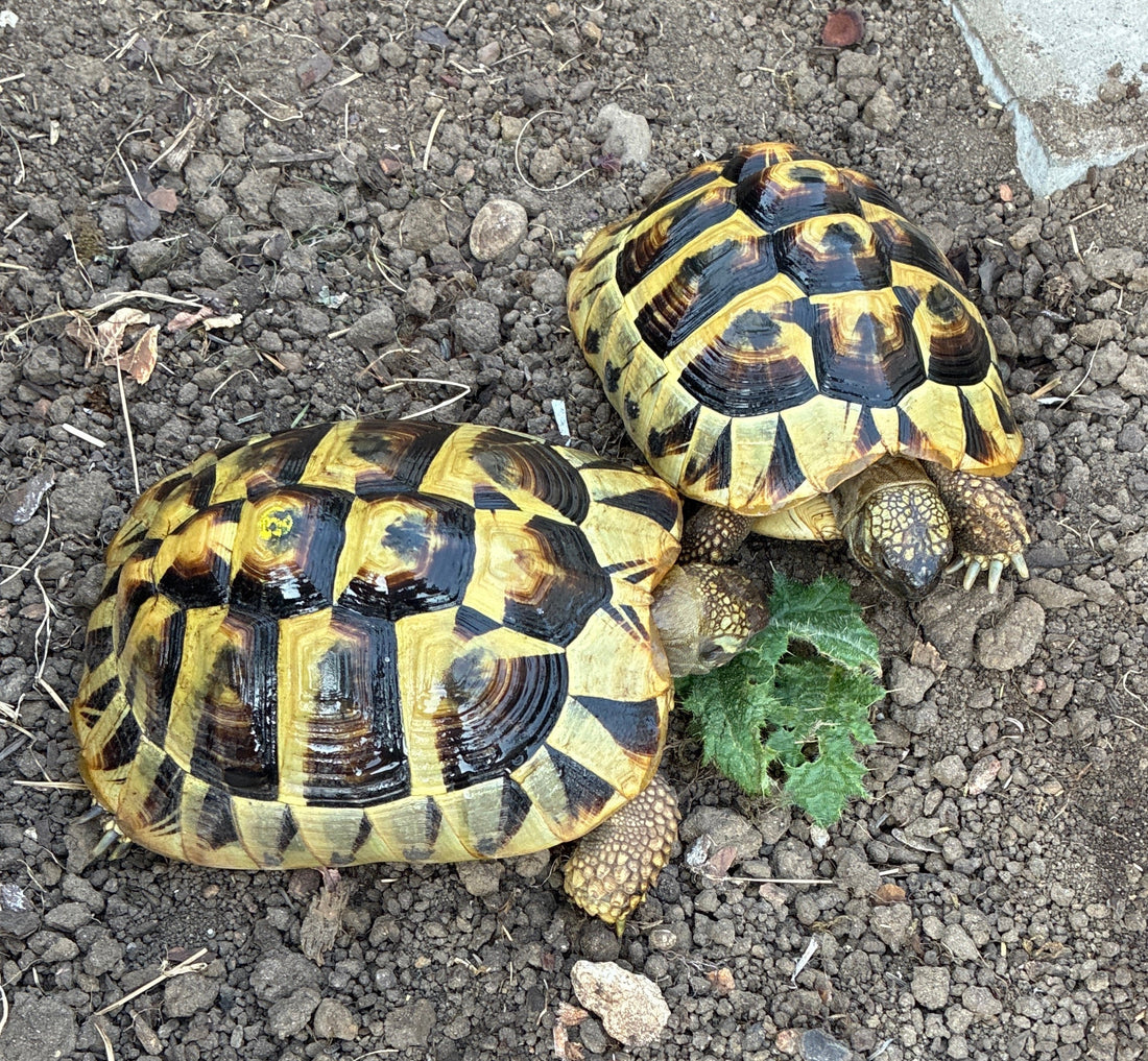 2 Griechische Landschildkröten, 6 Jahre alt