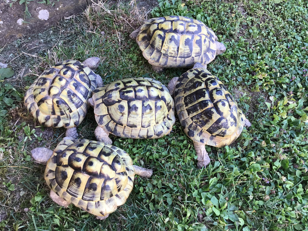 Griechische Landschildkröten THB wegen Bestandsaufgabe zu verkaufen