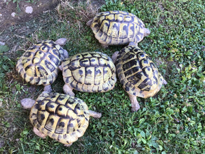 Griechische Landschildkröten THB wegen Bestandsaufgabe zu verkaufen