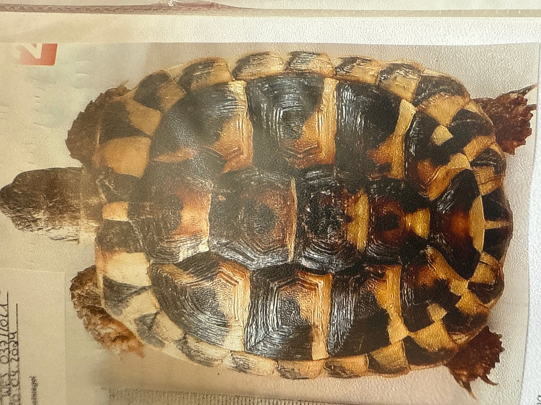 Griechische Landschildkröten NZ 2020