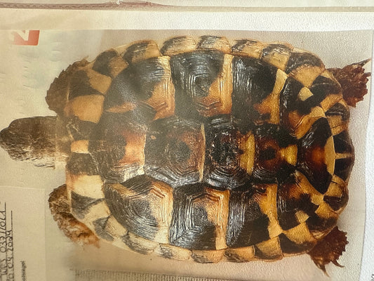 Griechische Landschildkröten NZ 2020