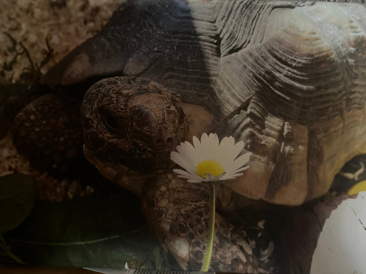 Breitrandschildkröte